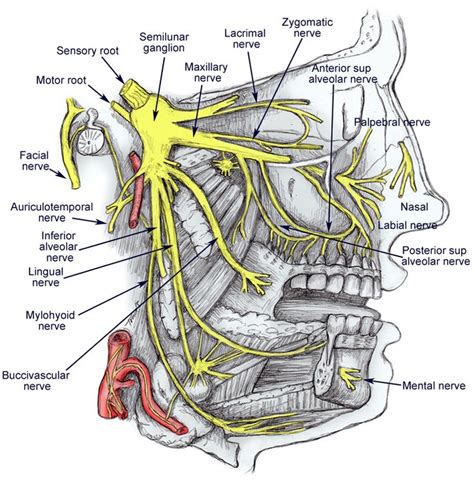 21 best Dental Assistant Study Tools images on Pinterest | Dental ...