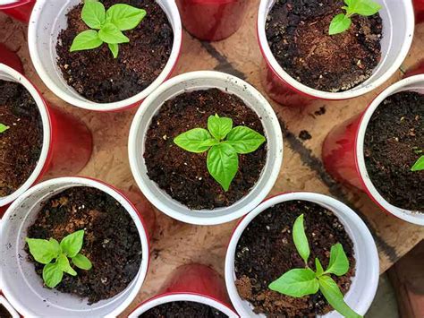 Starting Peppers from Seeds: A Beginners Guide - Small Axe Peppers