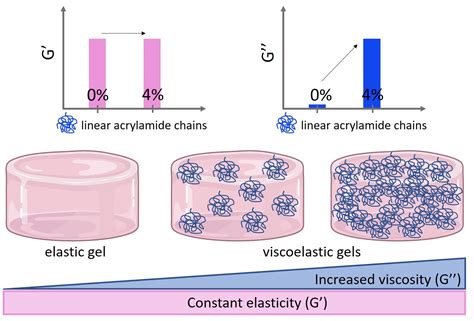 A Novel Method to Make Polyacrylamide Gels with Mechanical Properties Resembling those of ...