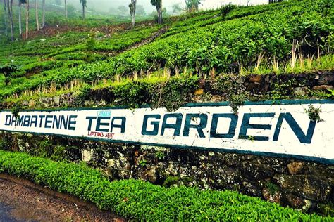 Tea Plantations In Sri Lanka: The 7 Best Tea Factory Tours