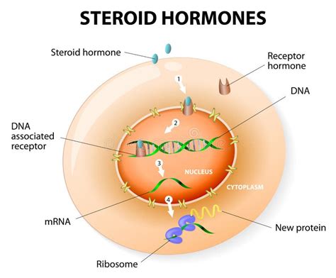 Steroid Hormones Response. Vector Stock Vector - Image: 39477575