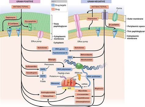 Výsledek obrázku pro penicillin mechanism of action | Membrane, Penicillin