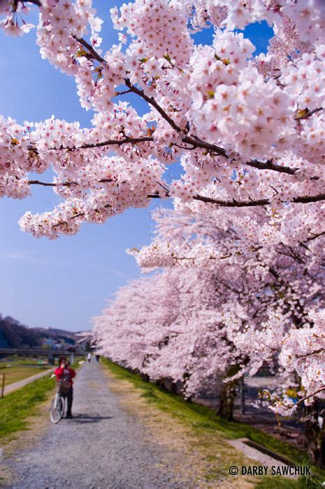 Cherry blossoms in spring in Ichinoseki, Iwate, Japan. | Cherry blossom japan, Blossom trees ...