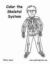 Skeleton Coloring Page Elementary sketch template