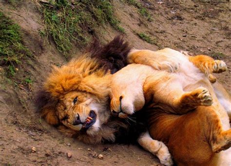 Lion hug | Lion, Lion love, Animals