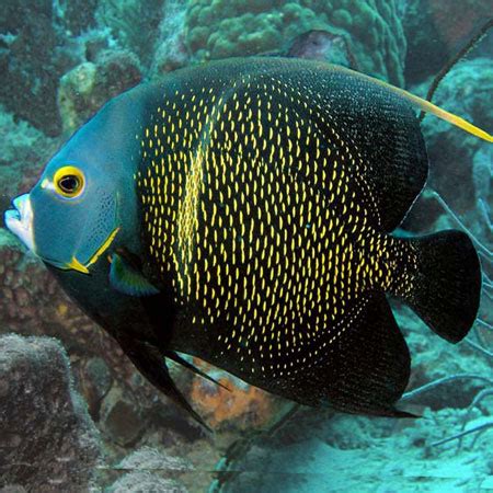 French Angelfish Adult PRE-ORDER (7-10 days) - Aquatics To Your Door