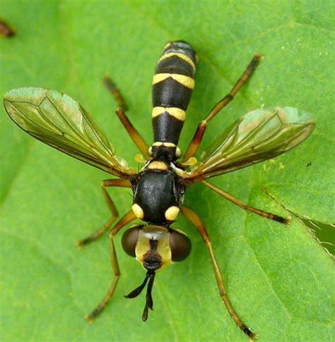 Conops quadrifasciatus - Alchetron, The Free Social Encyclopedia