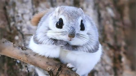 Japanese Flying Squirrel 🐿 One Of The Cutest And Most Exotic Animals In The Wild - YouTube