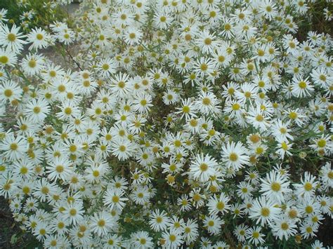 Boltonia asteroides 'Snowbank' Snowbank Boltonia on PlantPlaces.com