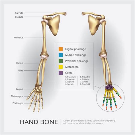 Proximal E Distal Anatomia