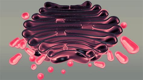 Aparato de Golgi: Función, Características y su Importancia en las Células