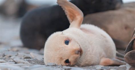 What’s a Baby Seal Called & 5 More Amazing Facts! - A-Z Animals