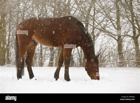 brown horse in driving snow Stock Photo - Alamy