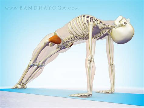 The Daily Bandha: The Gluteus Medius Muscle in Yoga