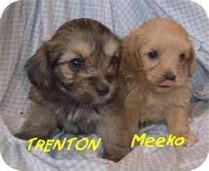 TRENTON | Adopted Puppy | Provo, UT | Shih Tzu/Cockapoo Mix