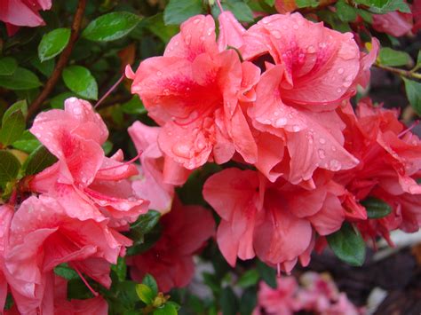 Pity the poor azalea | Ramblin' through Dave's Garden