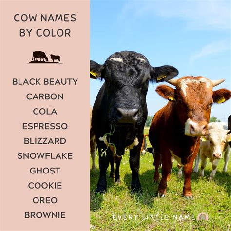 200+ Best Cow Names (Cute, Funny, and Moo-gnificent!) - Every Little Name