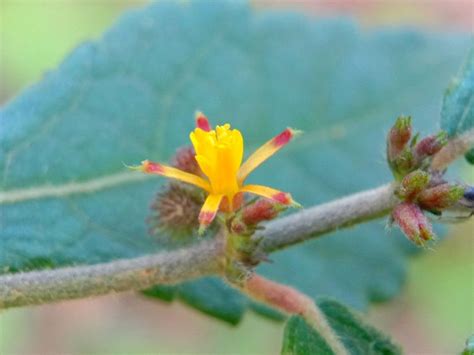 What Is Sherbet Berry - Learn About Phalsa Sherbet Berry Plants