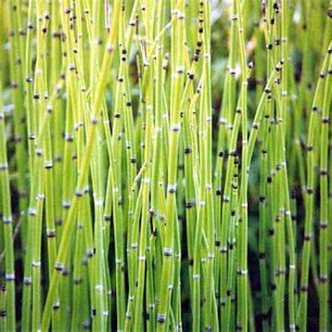 Horsetail Tincture | Horsetail, Horse tail plant, Silica mineral