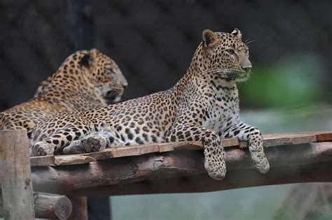 Mysore Zoo | Timings, Images, Animals, Tickets & Park @Holidify