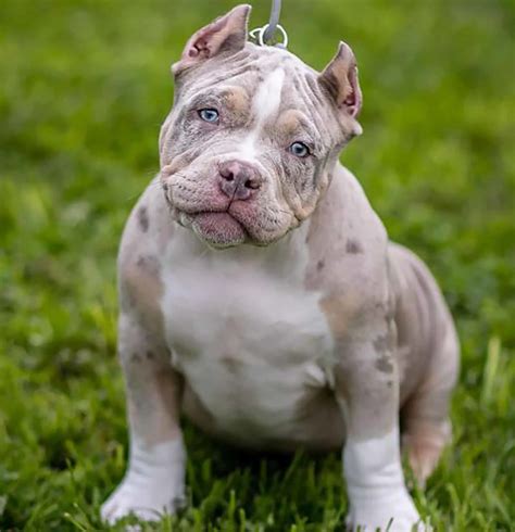 Merle American Bully: What Are They & Why Are They Special?