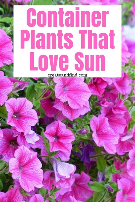 Container Plants for Full Sun | Full sun container plants, Container ...