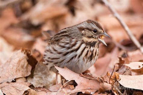 Song Sparrow Photograph by Kb Wild | Fine Art America