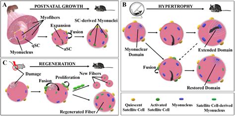 Satellite cells are involved in muscle growth and regeneration. The... | Download Scientific Diagram