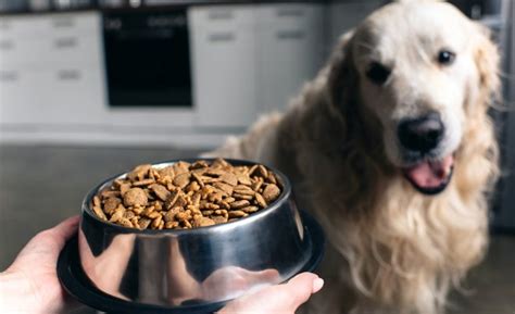 Most Expensive Dog Food for Your Floof [2023 Reviews]