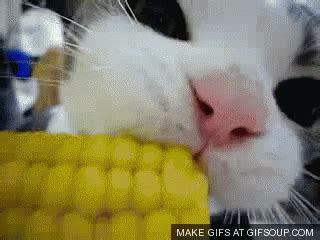 Cat With Corn GIF - Cat Cute Cat Cat Eating Corn - Discover & Share GIFs