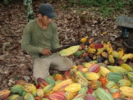 Harvesting - cocoa beans