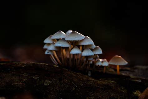 Unveiling the Enchanting World of Bioluminescent Mushrooms - NYK Daily