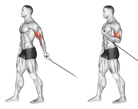 One-Arm Face-Away Cable Curls: How Doing A Curl "Backwards" Can Build ...