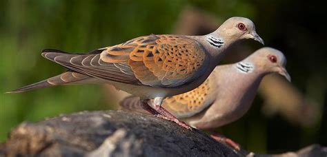 RSCN to ban hunting of turtle doves | Jordan Times