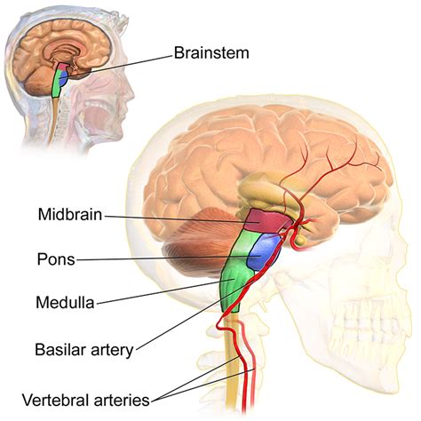 The midbrain - Queensland Brain Institute - University of Queensland