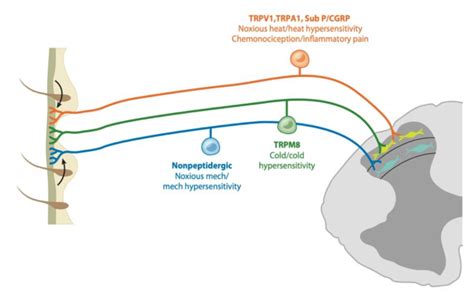 3 Transient receptor potential (TRP) channels. (TRP) are activated by ...