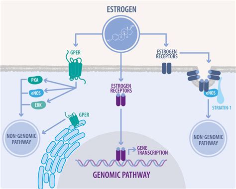 Regulation Of The Estrogen Signaling Pathway Inside The Nucleus The ...