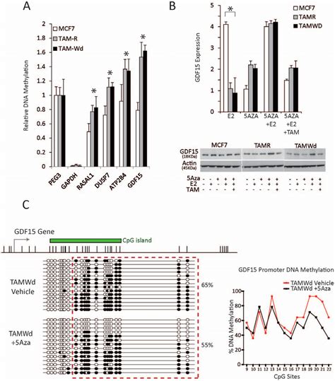 Genes associated with an anti-proliferative function are silenced by... | Download Scientific ...