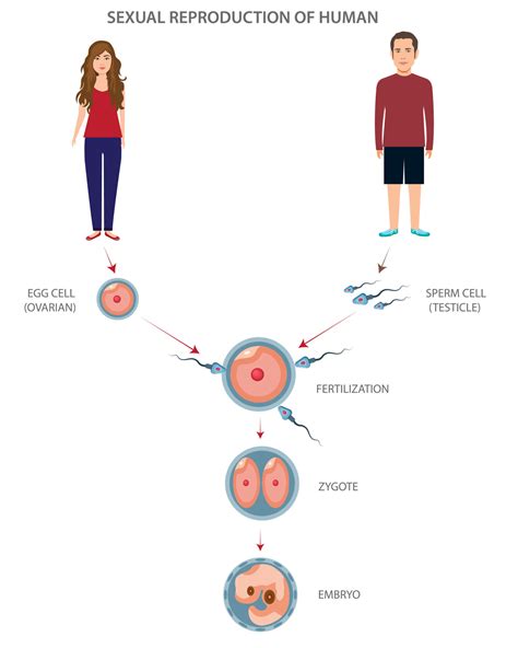 Sexual reproduction of human different stages and levels 21669366 ...