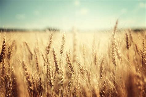 Grain Neutral Spirit: What It Is, and Why Use It - Sasma BV