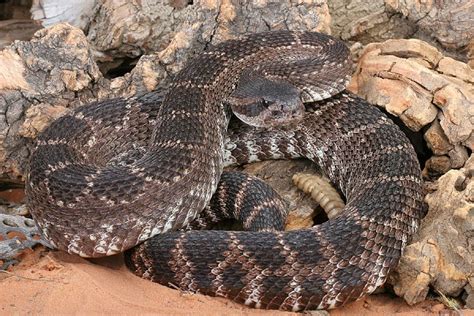 Southern Pacific Rattlesnake Facts and Pictures | Reptile Fact