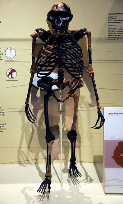 This picture of an australopithecus afarensis skeleton is of a reconstruction in the Smithsonian ...