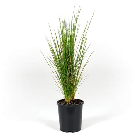 Poa Tussock Grass - Plants for Spaces