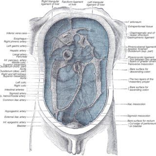 Fat wrapping or creeping fat is unique to Crohn's disease and ...