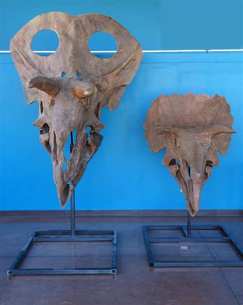 Torosaurus skull (left as you see it) compared with a triceratops skull ...