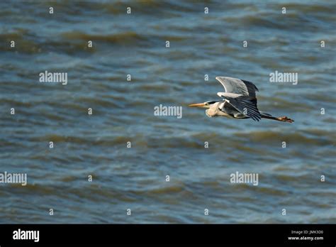 Grey heron flying Stock Photo - Alamy