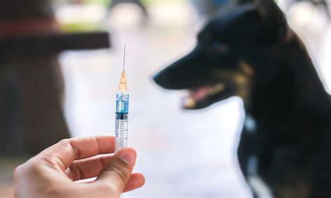 Explained: How Delayed Treatment Can Lead to Rabies Deaths, Even In The Vaccinated