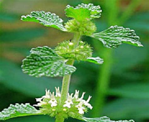 Horehound white Marrubium Vulgare Seeds | Etsy