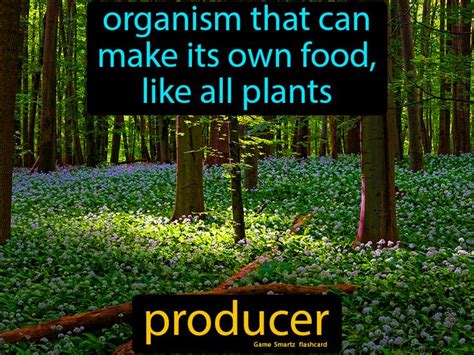 Producer: Organism that can make its own food, like all plants. in 2020 | Science flashcards ...