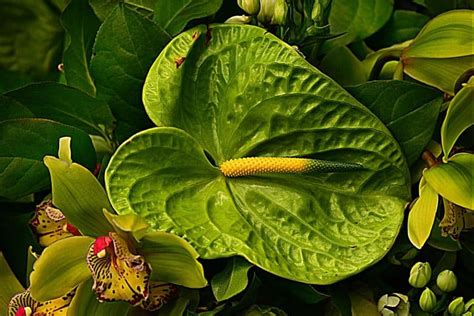 Anthurium Colors and Their Meaning | Plantly